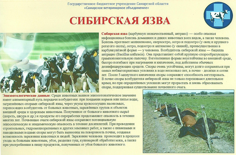 Сибирская язва. Сибирская язва.